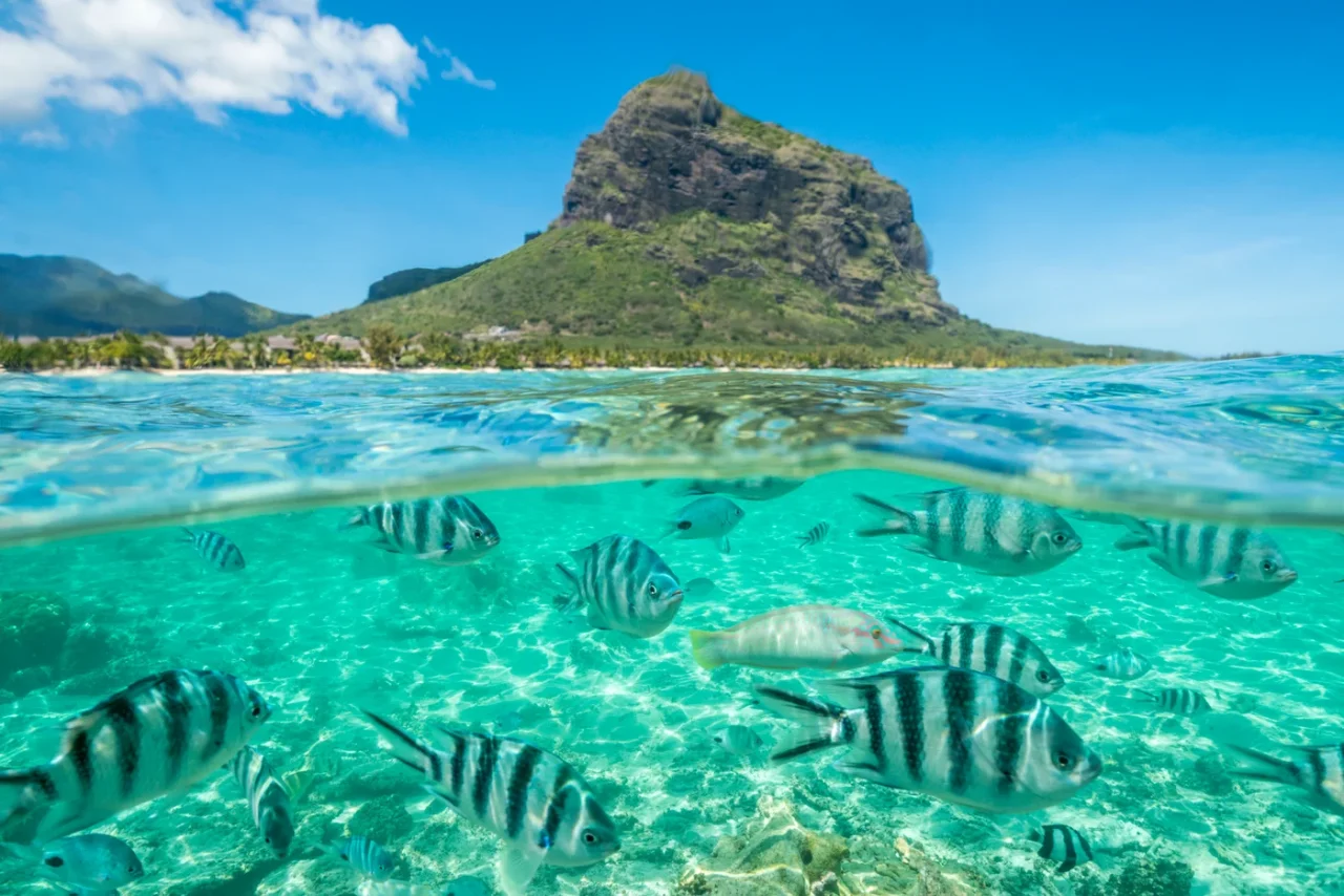 business opportunities in Mauritius