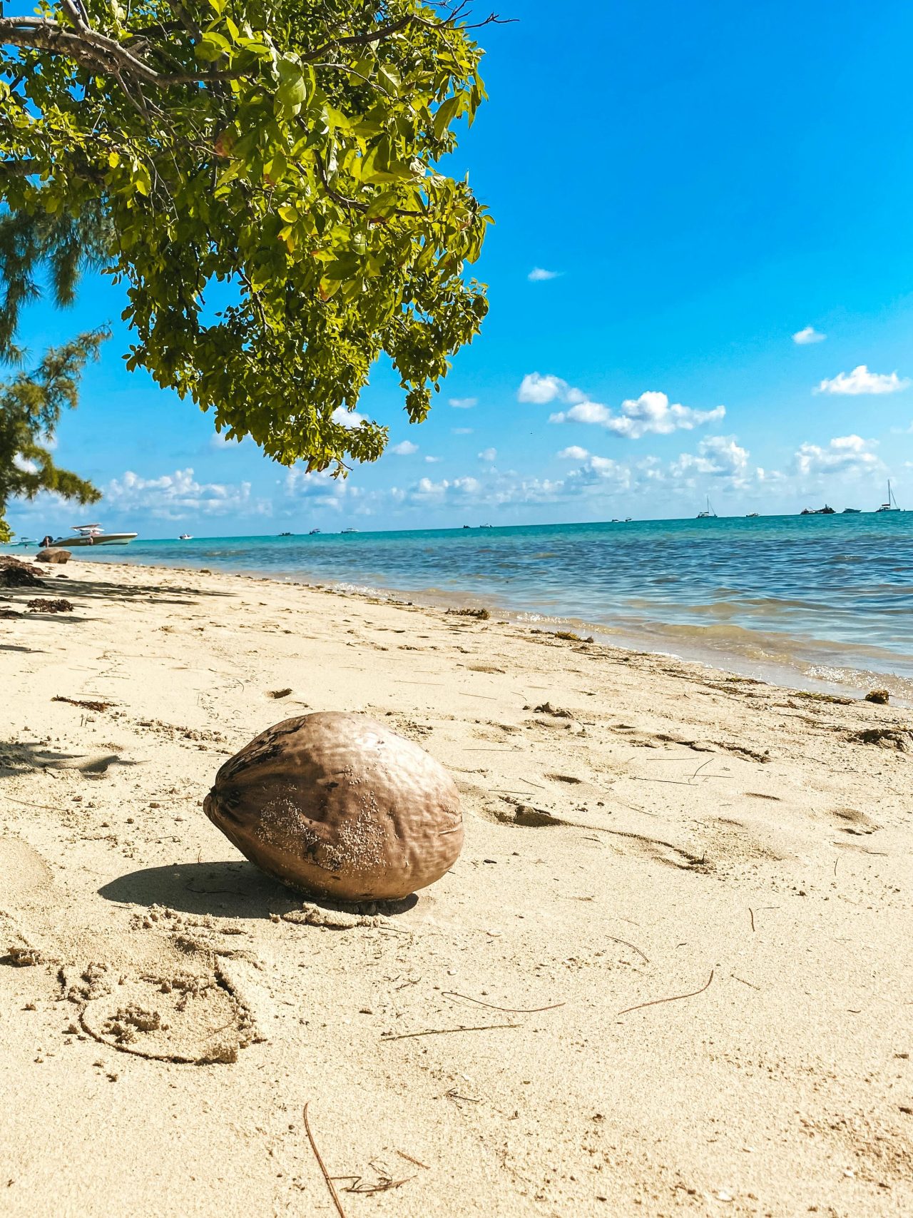 Coconut resting on a sandy beach with clear blue skies and the ocean in Le Morne, Mauritius.