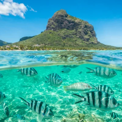 business opportunities in Mauritius