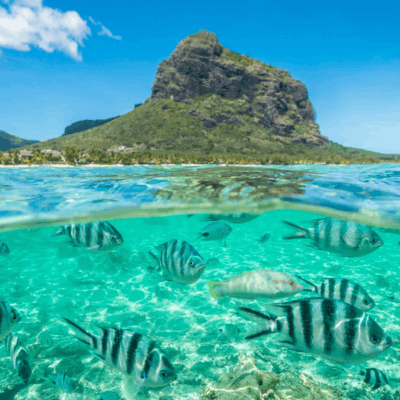 business opportunities in Mauritius